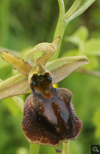Ophrys grammica, zwischen Ioannina und Kozani.