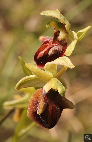 Ophrys grammica, Vrontou.