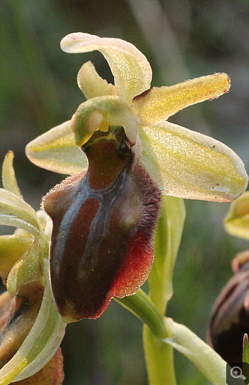 Ophrys grammica, Voutsaras.