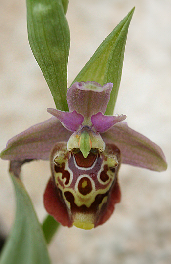 Ophrys halia, Kattavia.