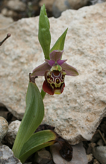 Ophrys halia, Kattavia.