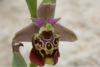 Ophrys halia, Kattavia.