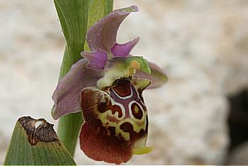 Ophrys halia, Kattavia.