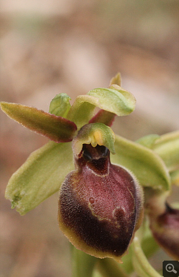 Ophrys hebes, Kosmas.