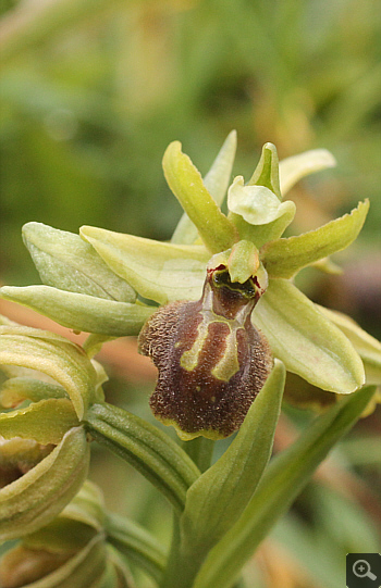 Ophrys hebes, Kosmas.