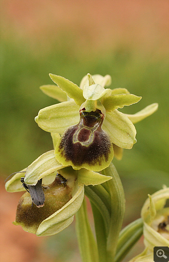 Ophrys hebes, Kosmas.