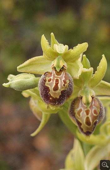 Ophrys hebes, Kosmas.