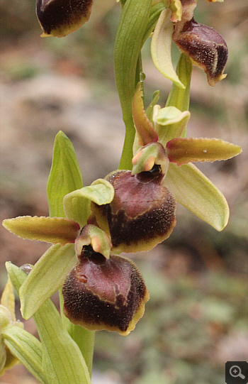 Ophrys hebes, Kosmas.