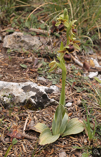 Ophrys hebes, Kosmas.