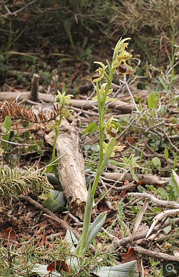 Ophrys hebes, Kosmas.