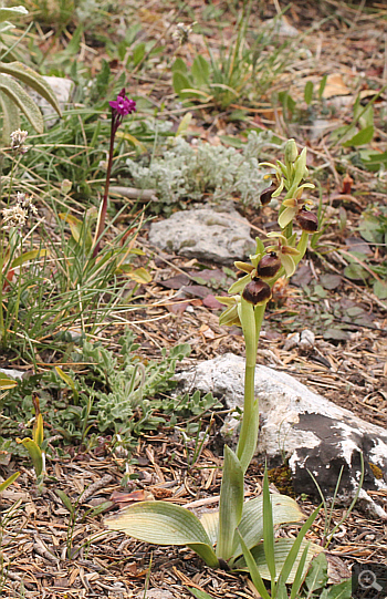 Ophrys hebes, Kosmas.