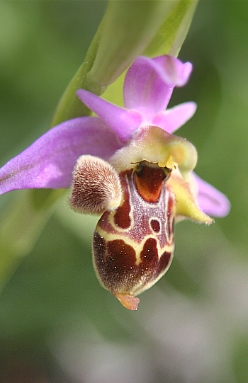 Ophrys heldreichii, Apollona.