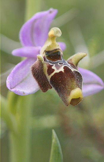 Ophrys heldreichii, Apollona.