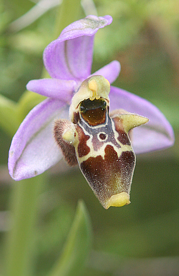 Ophrys heldreichii, Apollona.