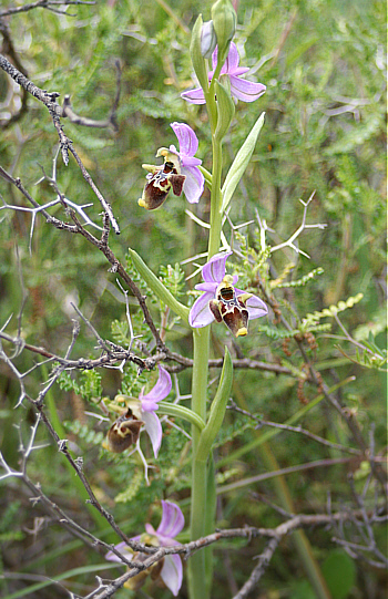 Ophrys heldreichii, Apollona.