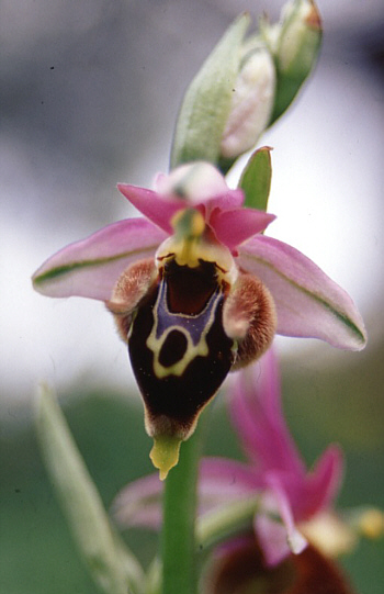 Ophrys heldreichii, Lassiti.