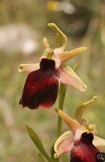 Ophrys helenae, Lakkomanteka.