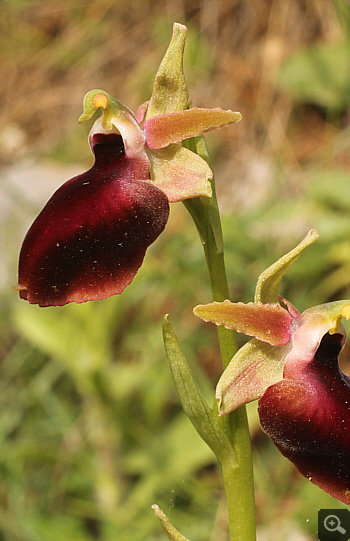 Ophrys helenae, Valanidoussa.