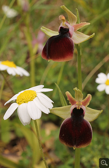 Ophrys helenae, Valanidoussa.