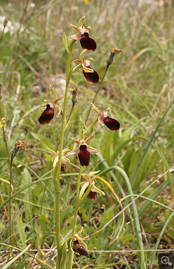 Ophrys helenae, Lakkomanteka.
