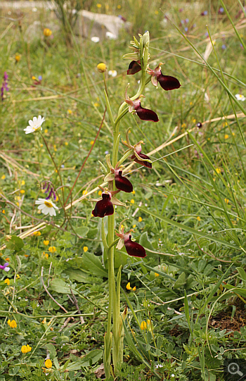 Ophrys helenae, Valanidoussa.