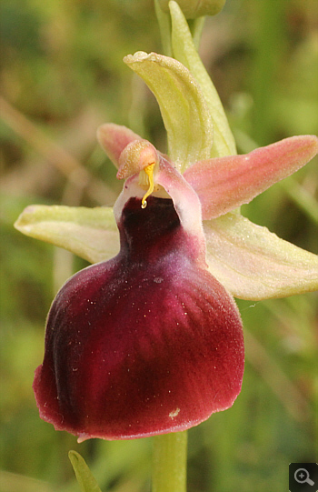Ophrys helenae, Valanidoussa.