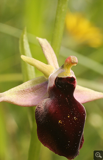 Ophrys helenae, Vrontou.