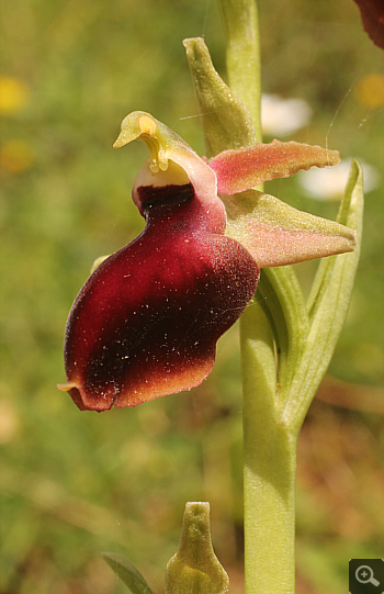 Ophrys helenae, Valanidoussa.