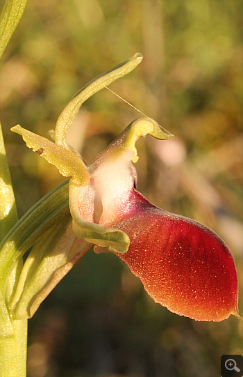 Ophrys helenae, Voutsaras.