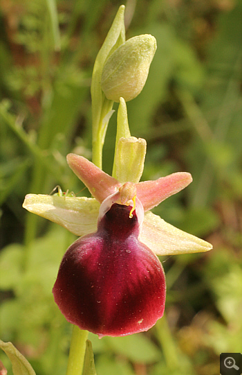 Ophrys helenae, Valanidoussa.