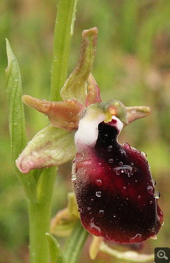 Ophrys helenae, Valanidoussa.