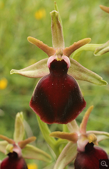 Ophrys helenae, Valanidoussa.