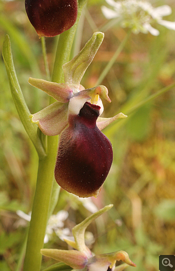 Ophrys helenae, Valanidoussa.