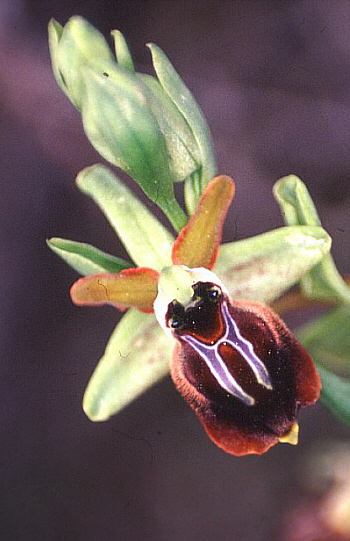 Ophrys herae, Mathikoloni.