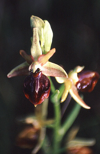 Ophrys herae, Mathikoloni.