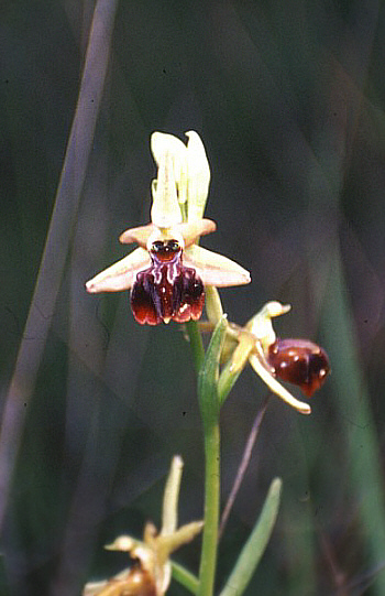 Ophrys herae, Mathikoloni.