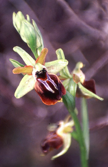 Ophrys herae, Mathikoloni.