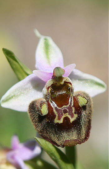 Ophrys heterochila, Profitis Ilias.