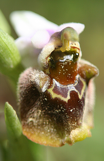 Ophrys heterochila, Profitis Ilias.