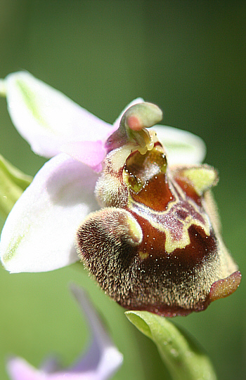 Ophrys heterochila, Profitis Ilias.