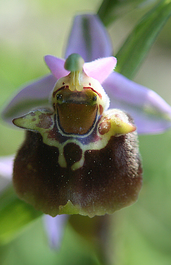 Ophrys heterochila, Profitis Ilias.