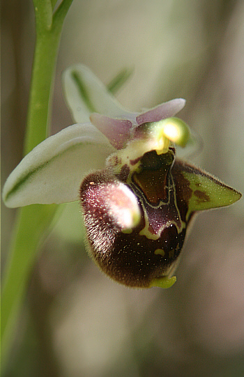 Ophrys heterochila, Profitis Ilias.