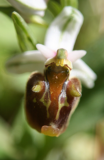 Ophrys heterochila, Profitis Ilias.