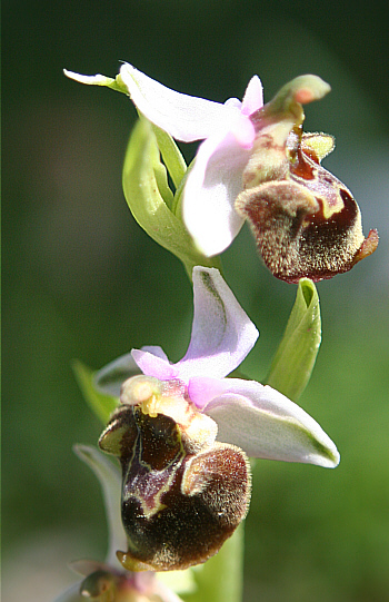 Ophrys heterochila, Profitis Ilias.