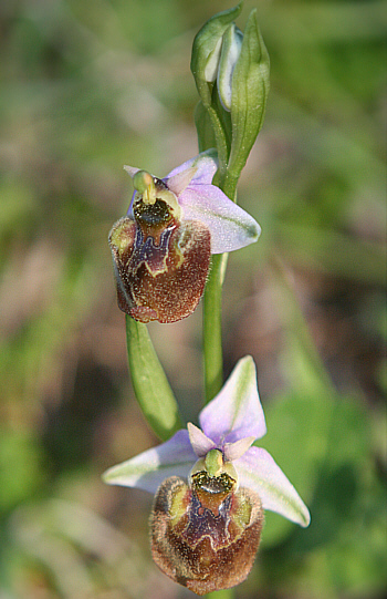 Ophrys heterochila, Profitis Ilias.