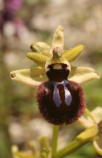 Ophrys incubacea, Ortuabis.