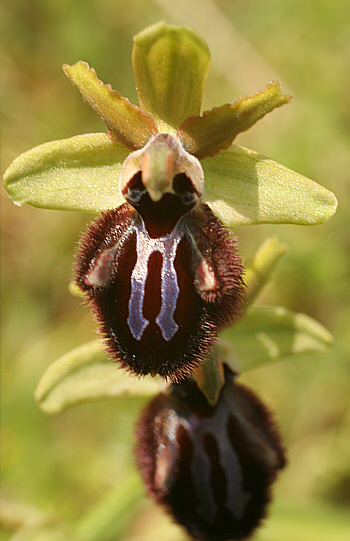 Ophrys incubacea, Ussassai.