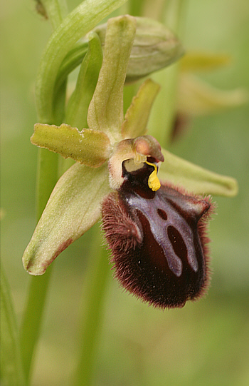 Ophrys incubacea, Domusnovas.