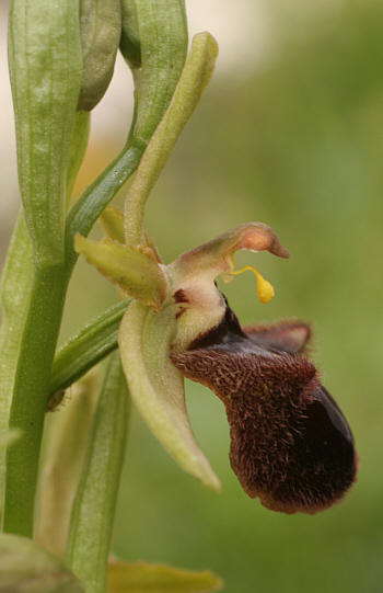 Ophrys incubacea, Domusnovas.