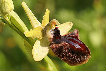 Ophrys incubacea, Monte Gargano.